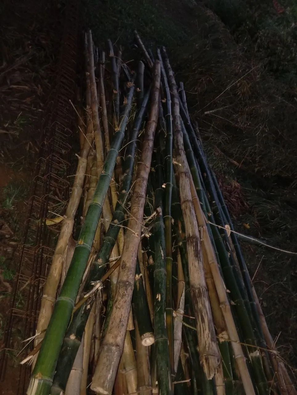 Bambu para jardinagem - Foto 4