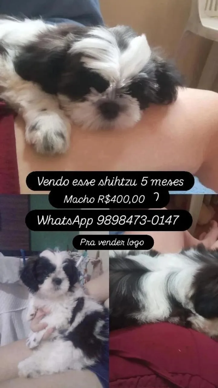 Shih Tzu Macho 5 meses