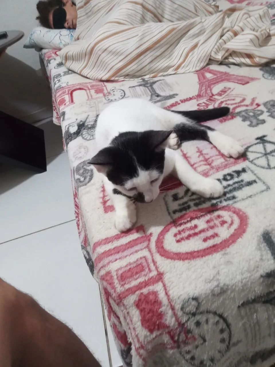 Gatinhos inteligente e dócil para adoção - Foto 4