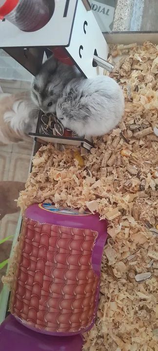 Casinha e dois hamsters 