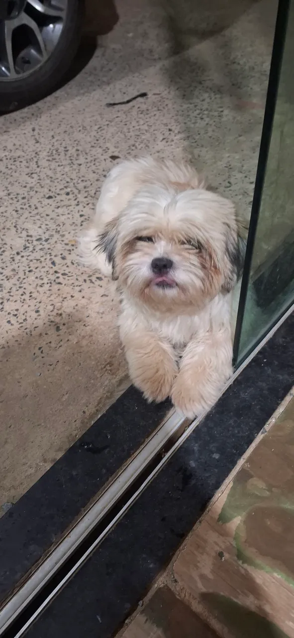 Shih Tzu adorável para adoção