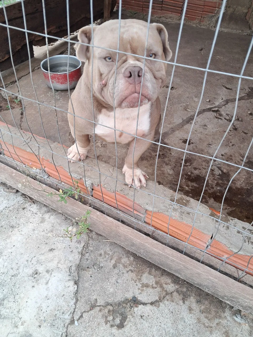 Filhote de Pitbull