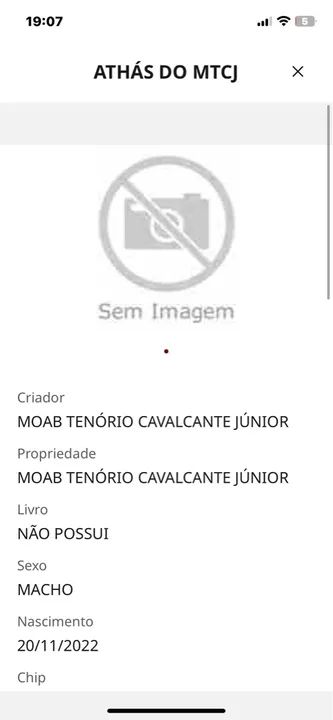 Potro registrado MM - Foto 2