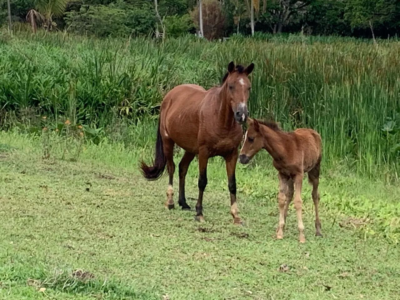 Égua com potro de  5 meses - Foto 2