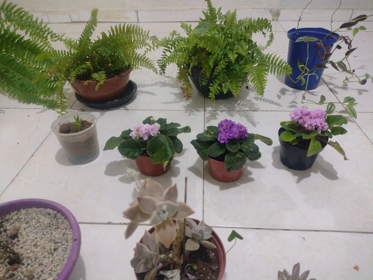 Estou doando essas plantas estou mudando para outro estado