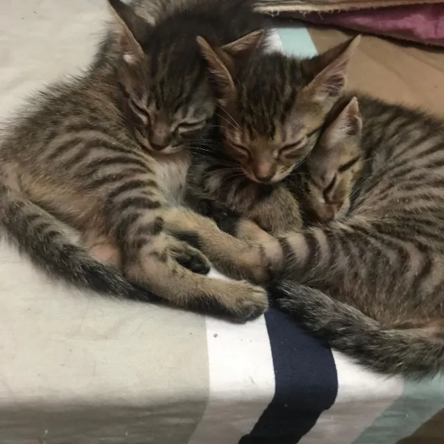 Gatinhos filhotes doação urgente