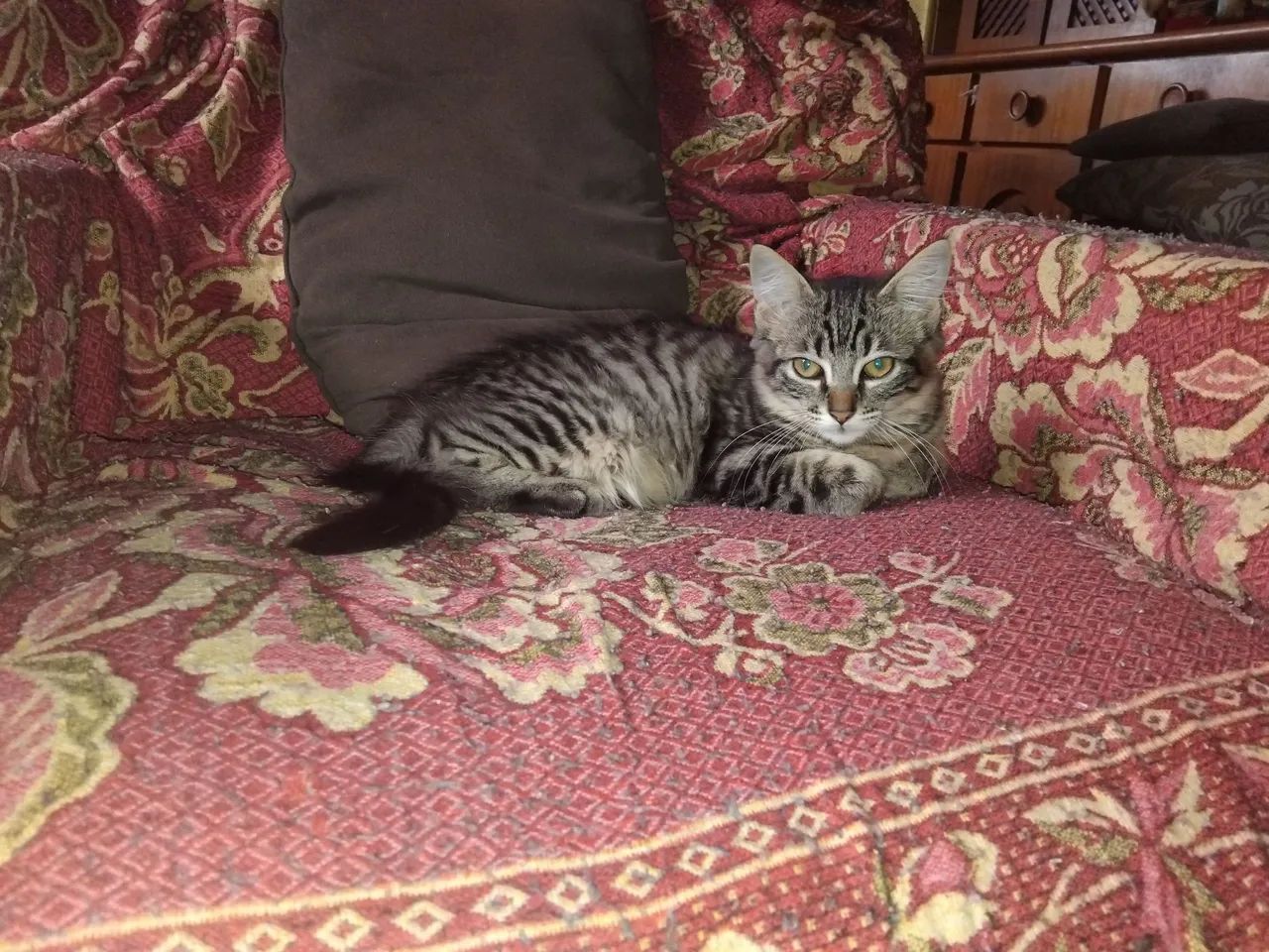 Fêmea filhote lindíssima - Foto 3