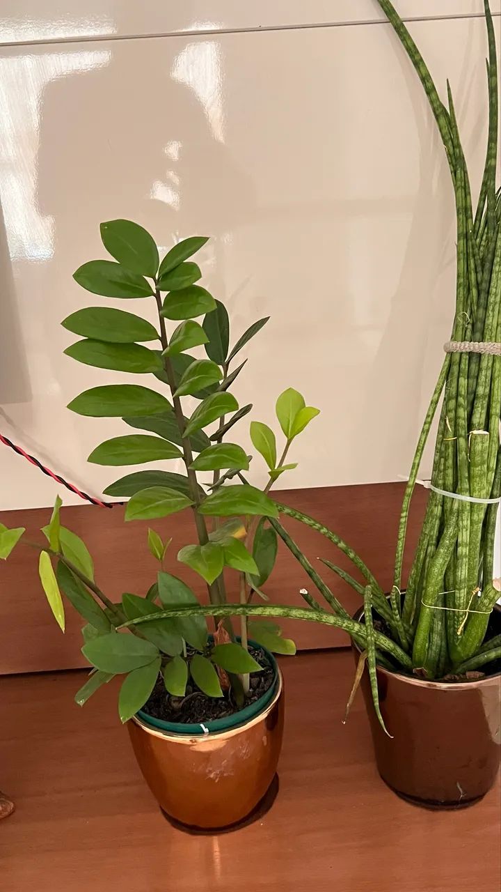 Vaso  de metal com plantas completo 2 conju 120