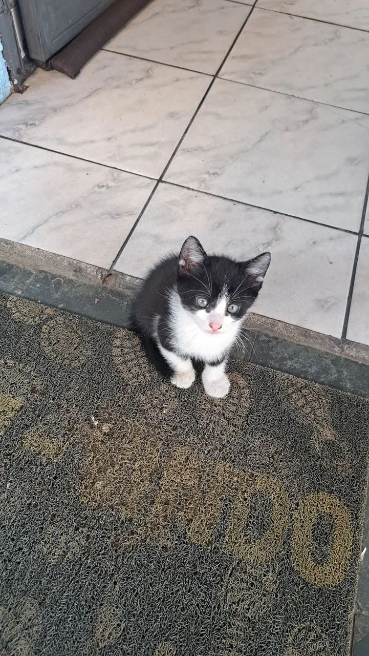 Gatinhos Frajolas para Adoção! - Foto 2