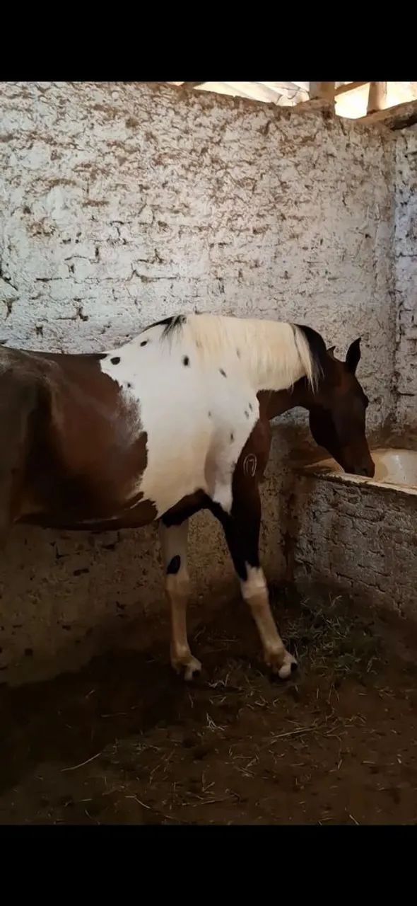 GARANHÃO LUXO (registrado) barato no pix - Foto 6