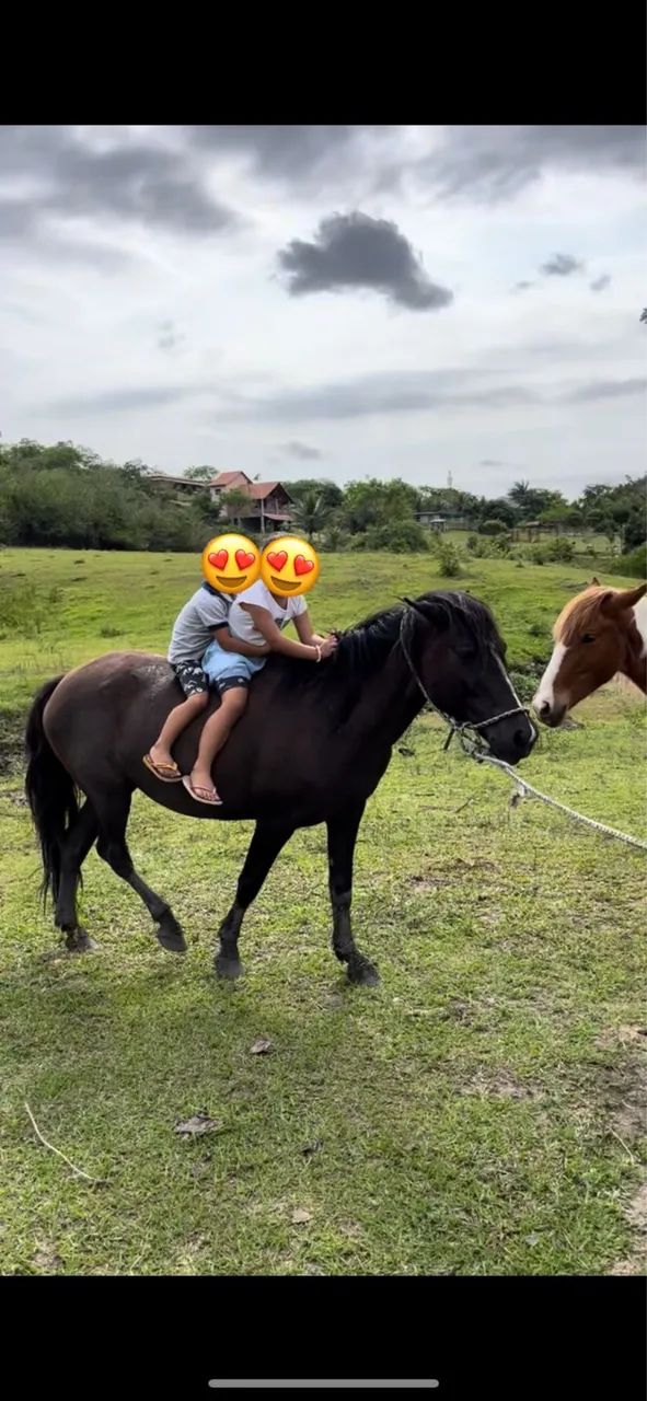 Égua mansa  - Foto 2