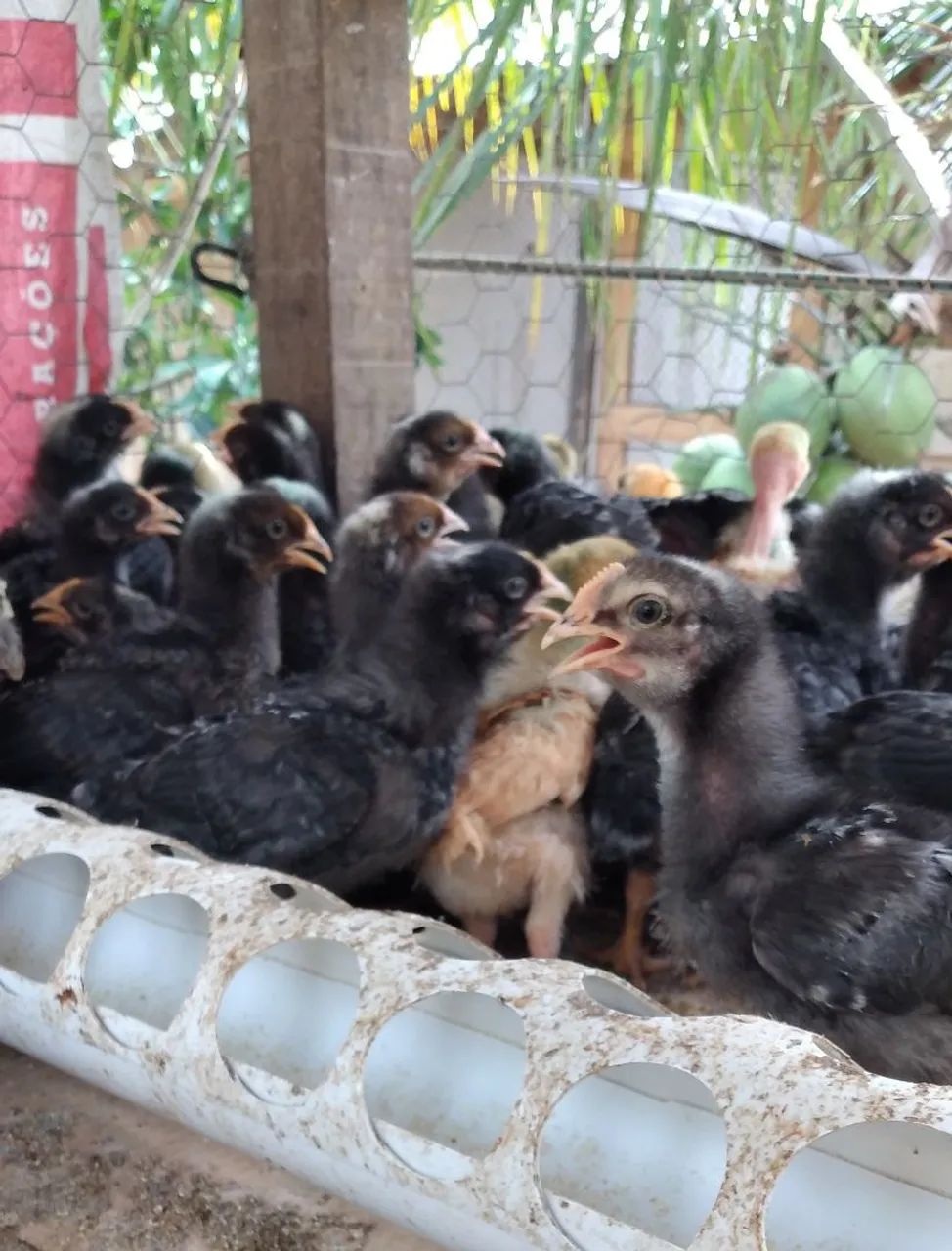 Venda Pintinhos em saquarema  - Foto 2