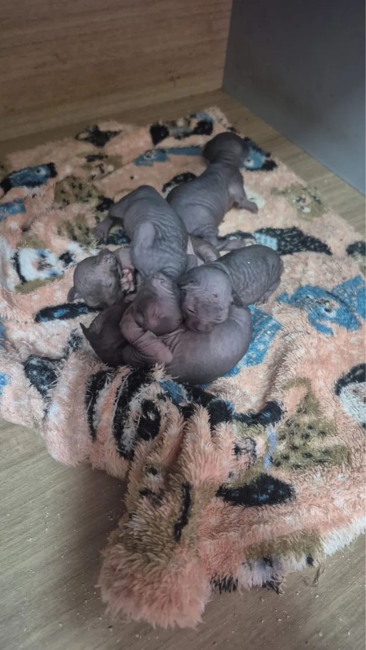 Sphinx Babys para reserva ?