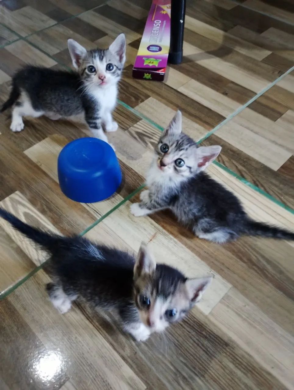 Doa-se gatinhos