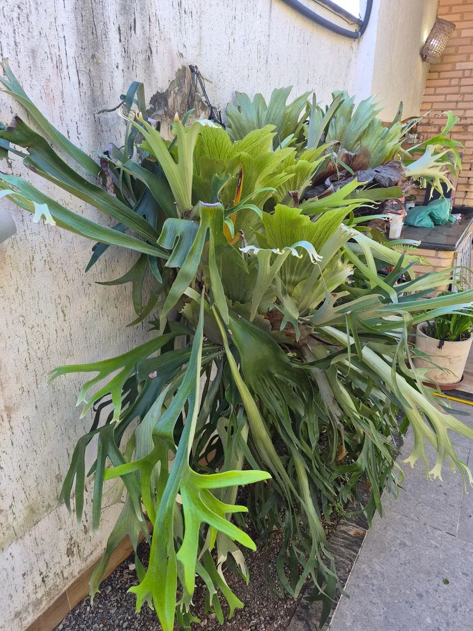 Vendo samambaia chifre de veado(grande). - Foto 2