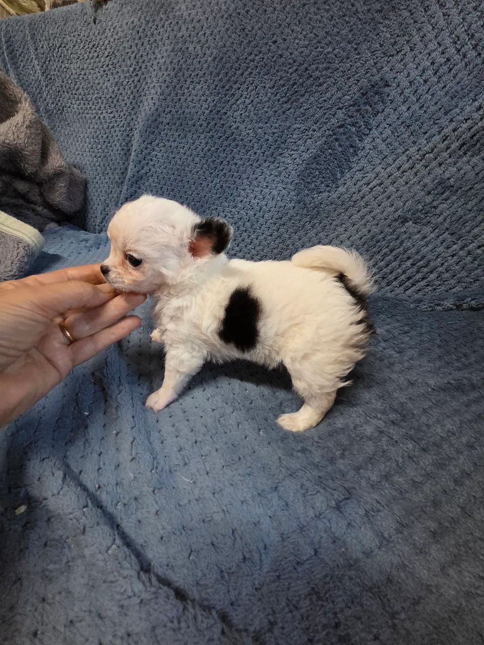 Filhote chihuahua  - Foto 5