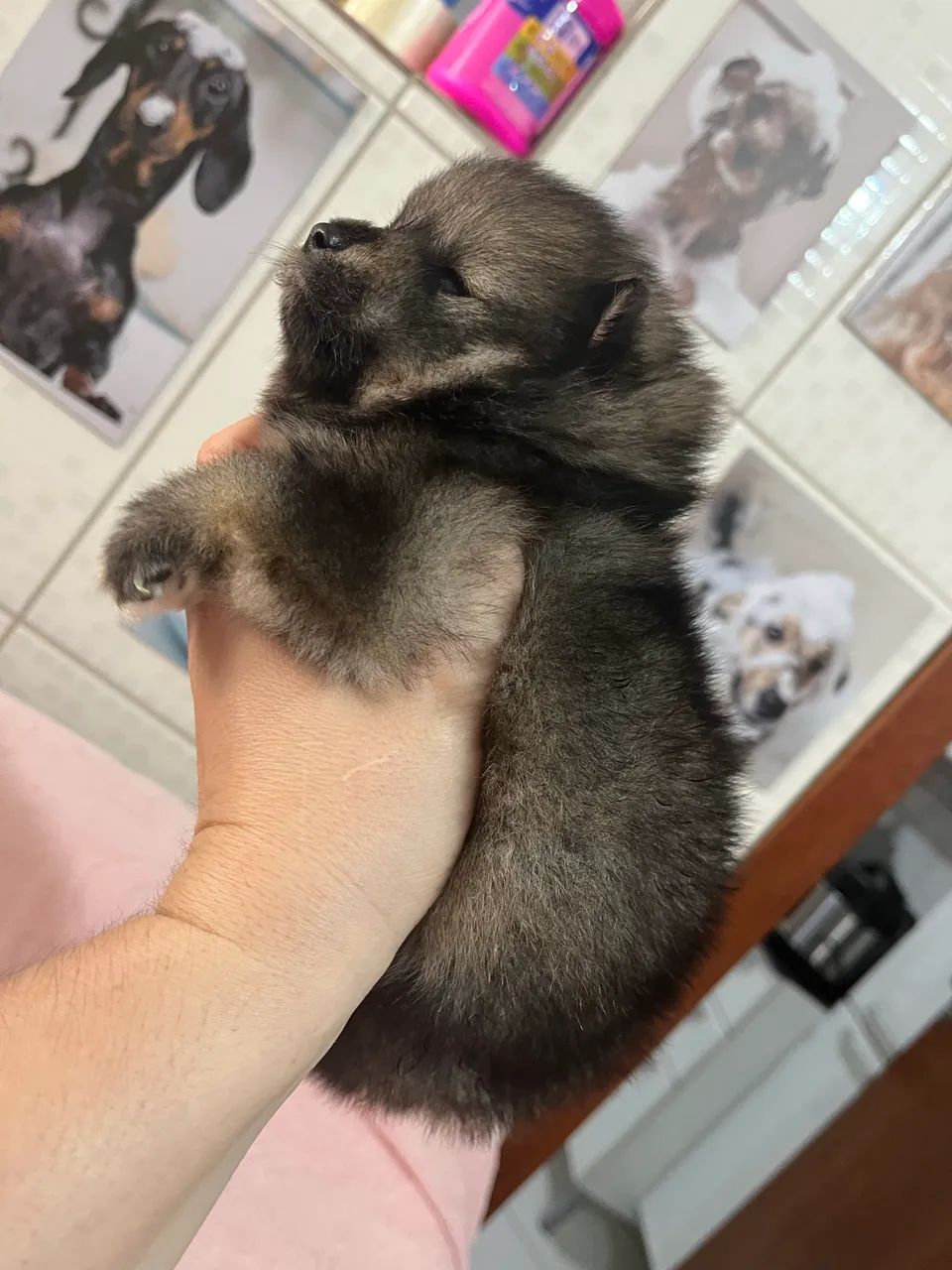 Lulu da Pomeranea  - Foto 6