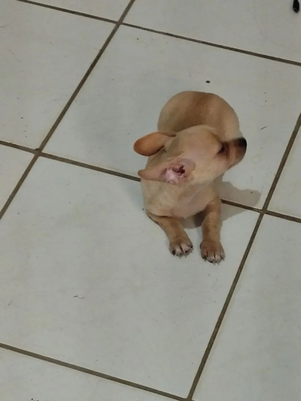 Animais de extinção  - Foto 2