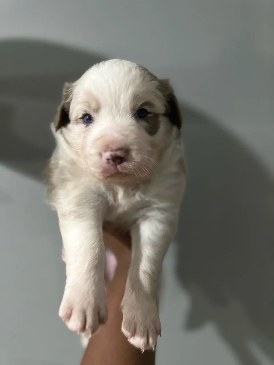 Border collie merle  - Foto 2