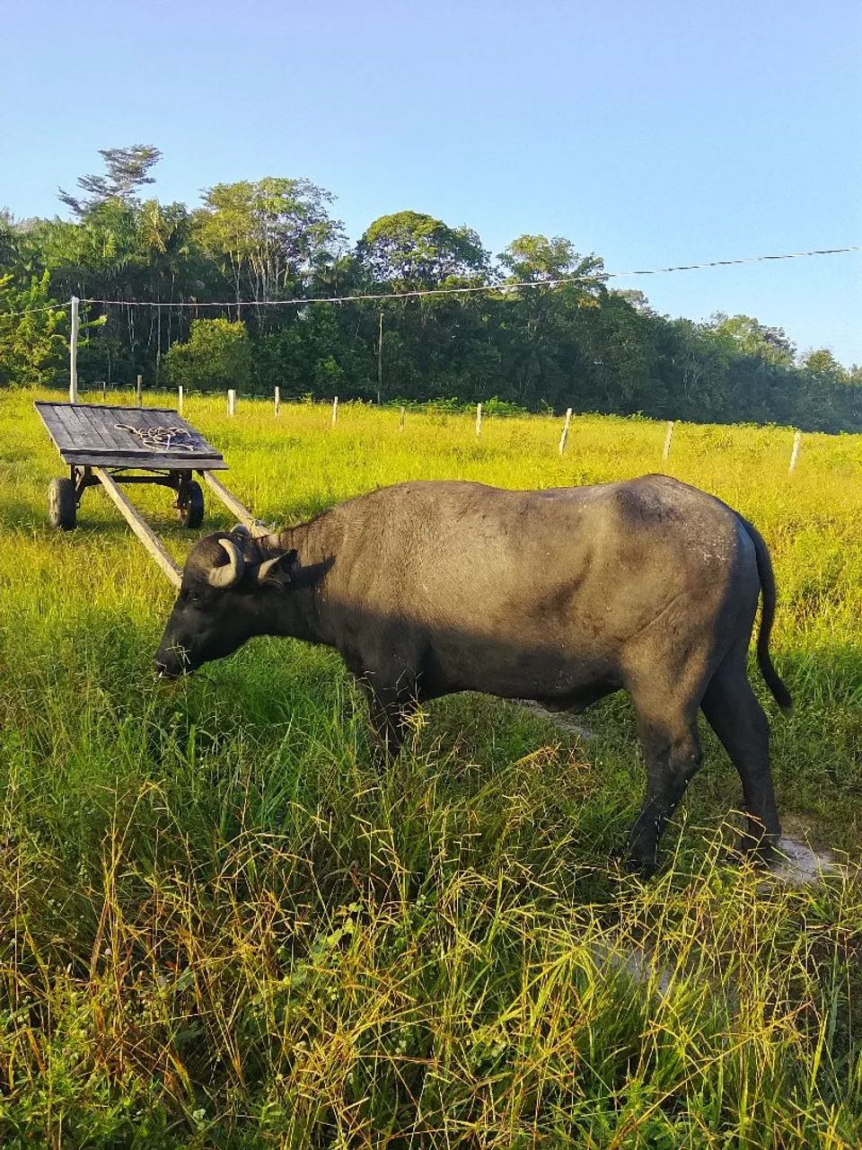 Búfalo com carroça valor 8 mil - Foto 4