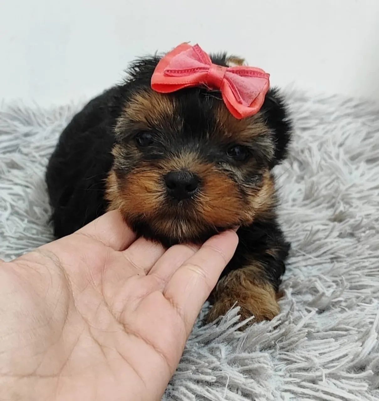 Yorkshire Terrier micro vendas  - Foto 2