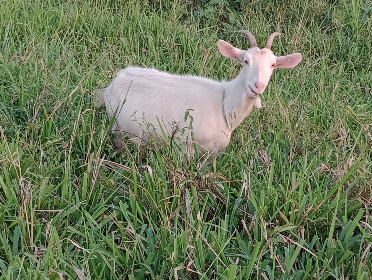 Cabras Lote 