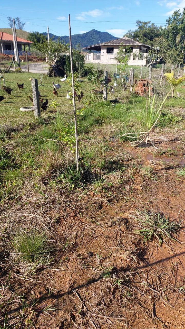 Terreno plano para Sitio com cachoeira  - Foto 3