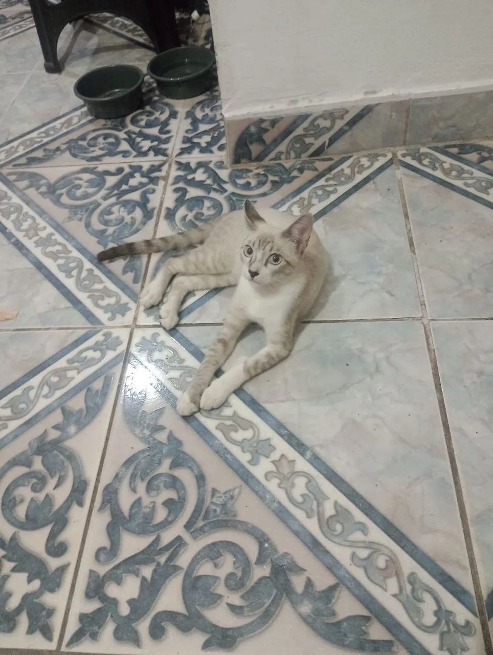 Doação gato macho - Foto 2