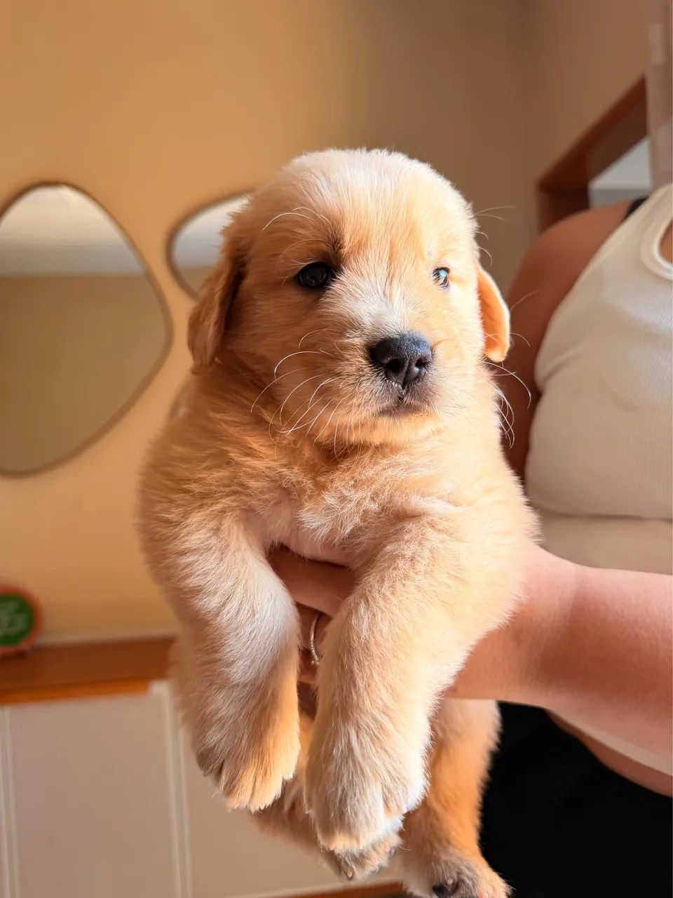 Golden retriver - Foto 2
