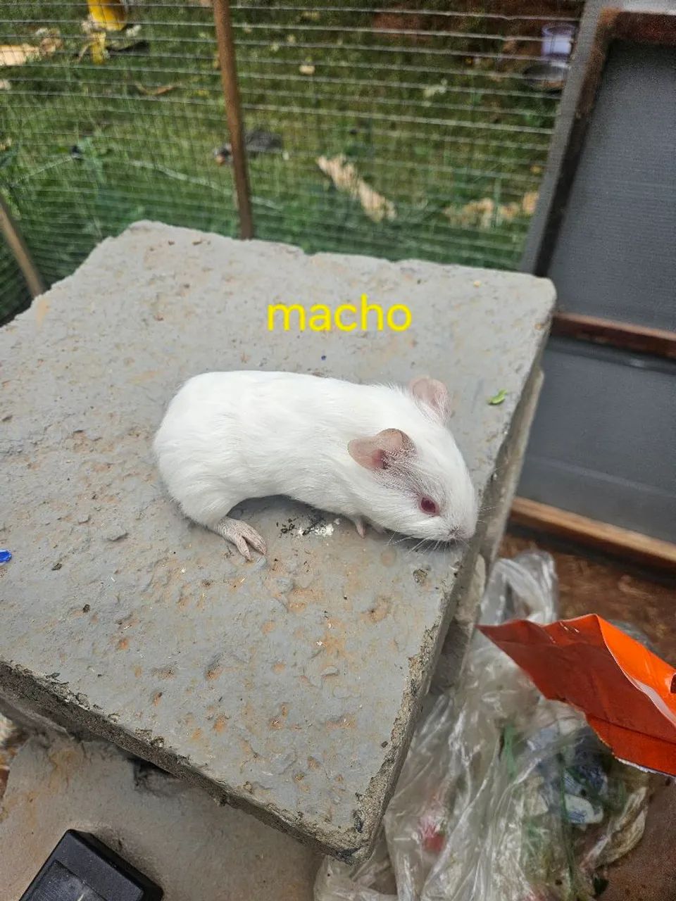 Porquinho da india - Foto 6