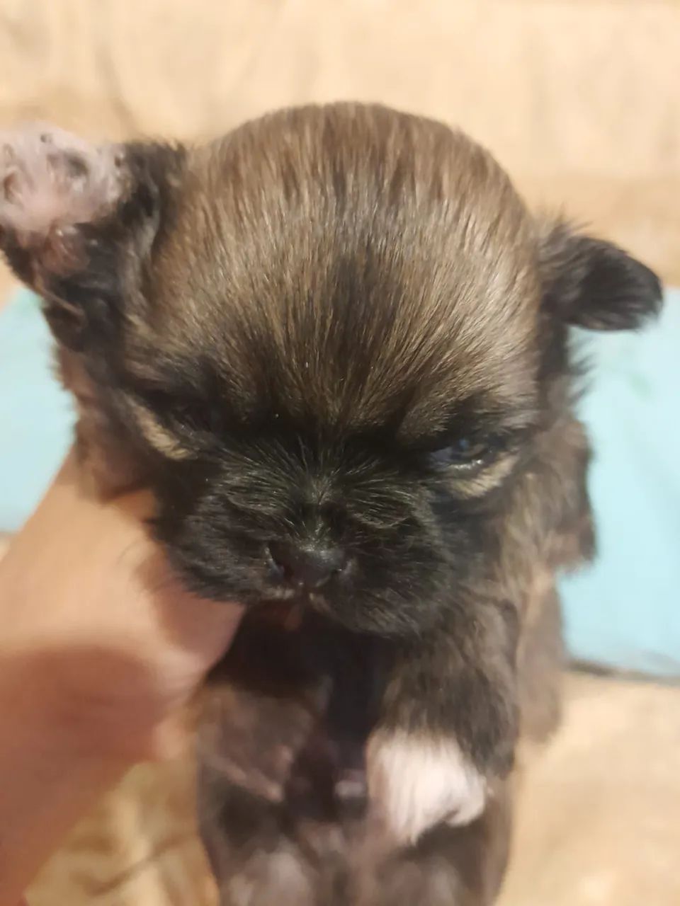 Shih tzu macho  - Foto 3