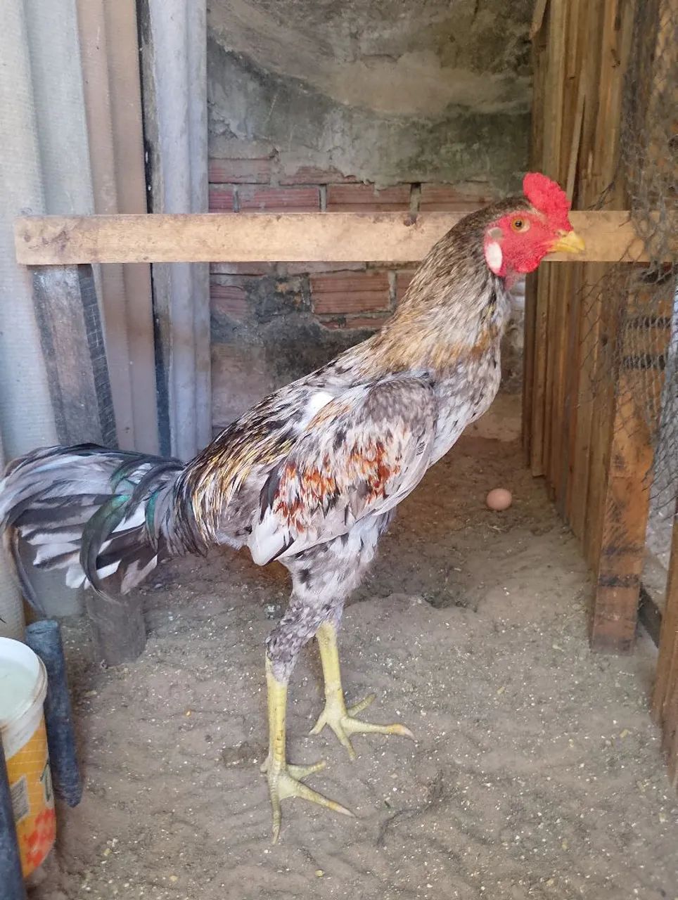 Frango 