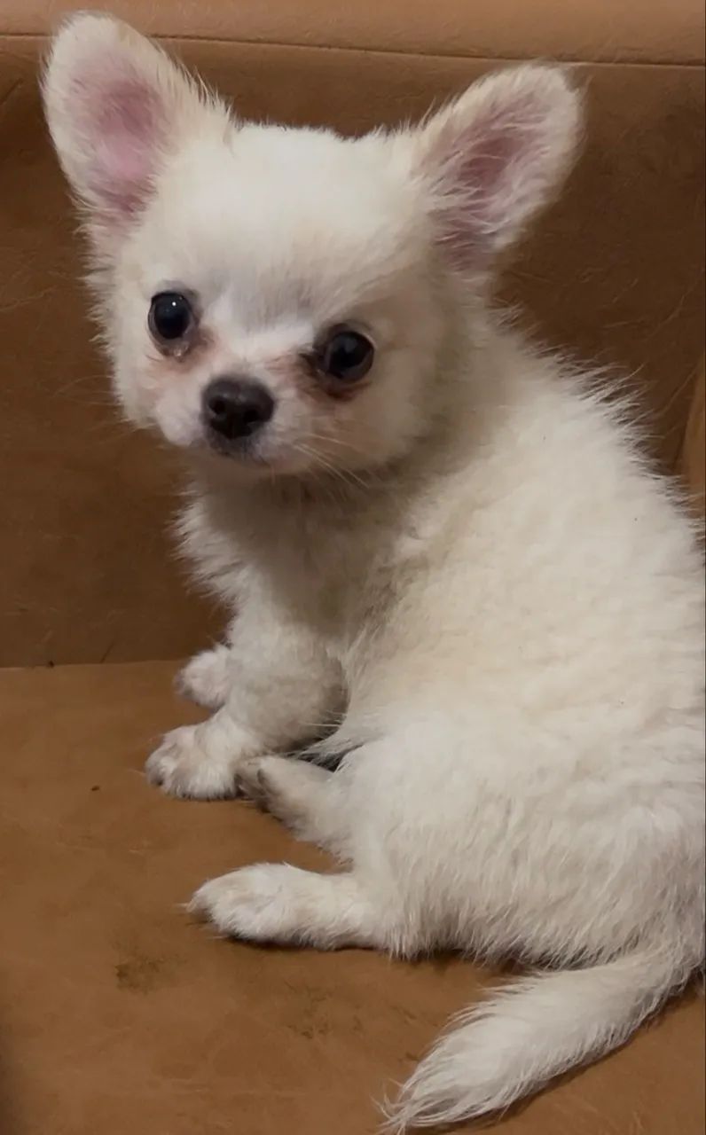 Chihuahua  - Foto 5