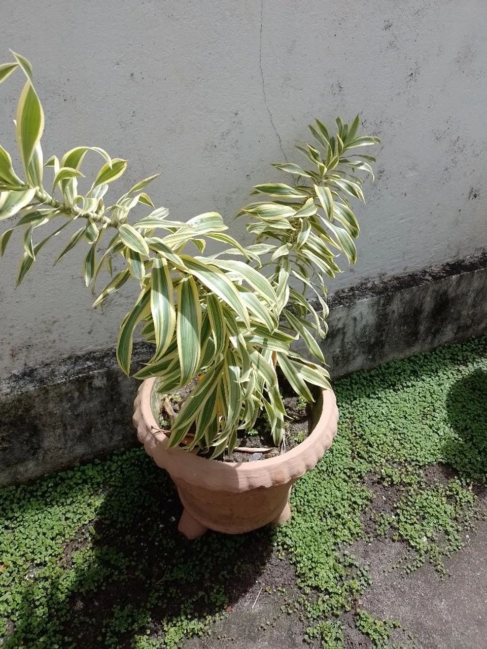 Planta com jarro  - Foto 4