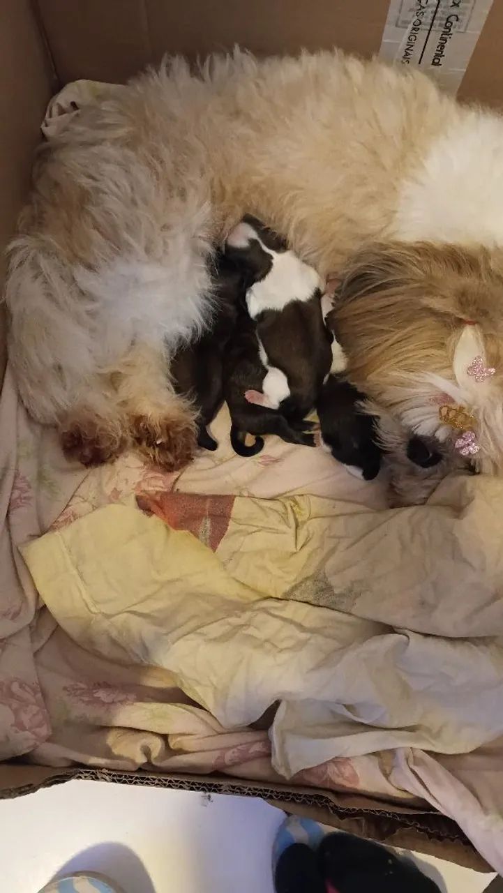 Shihtzu  - Foto 4