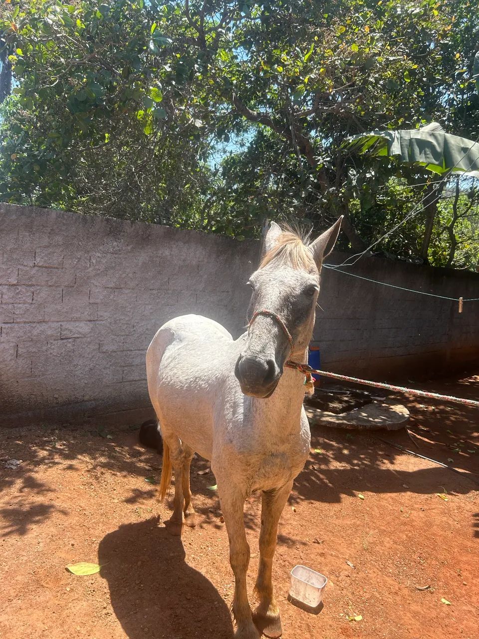 cavalo bom de sela  - Foto 3
