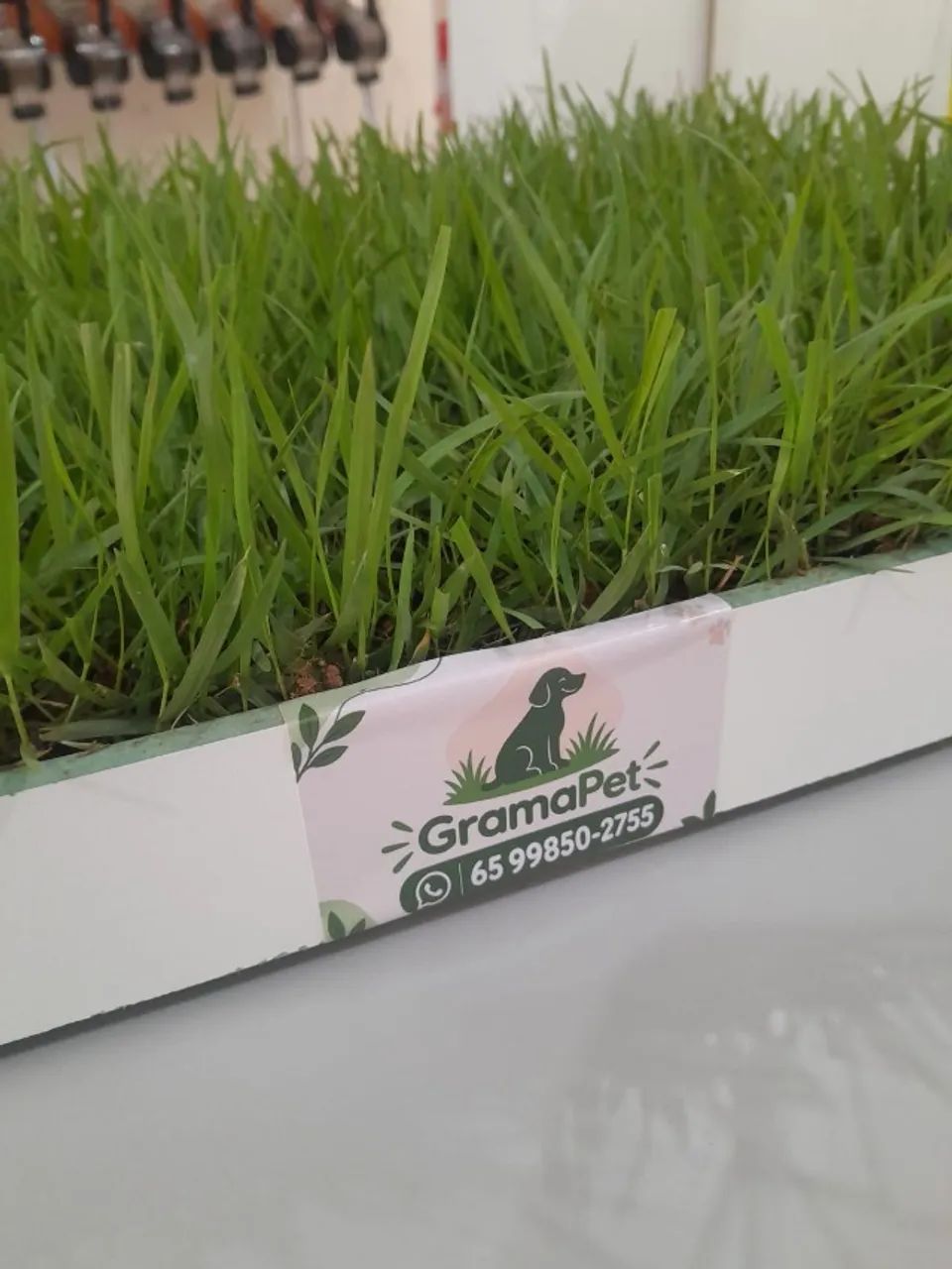 Caixa com grama virgem para pets - Foto 2