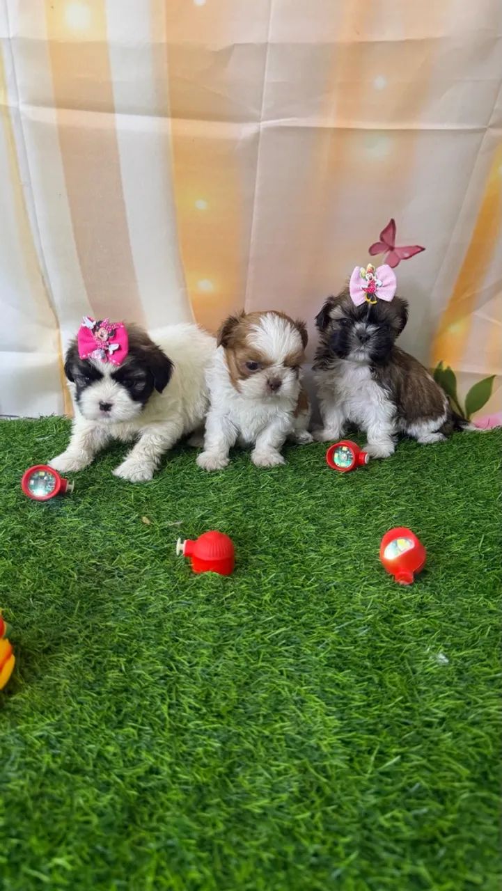Shitzu mini  - Foto 5