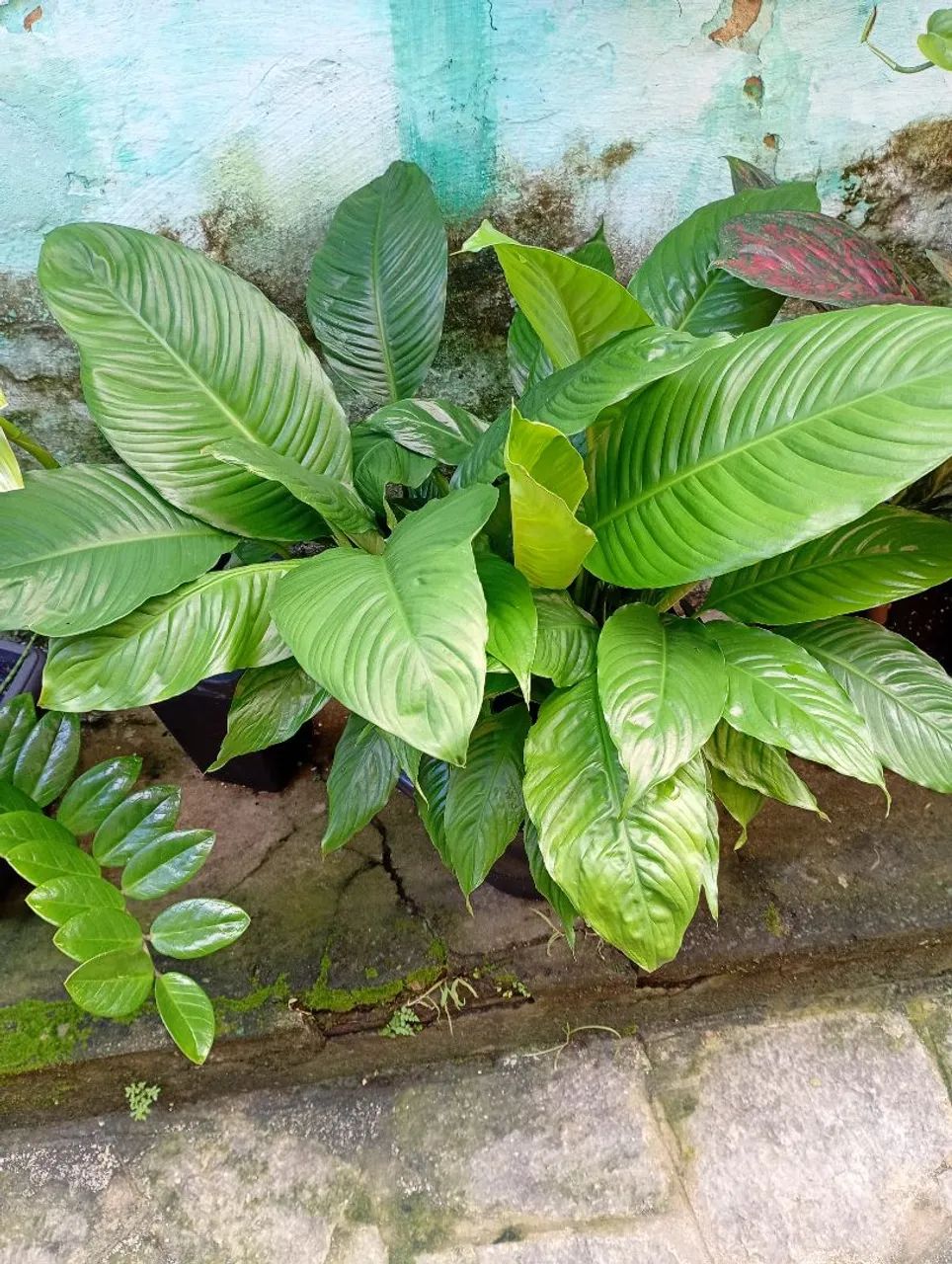 Plantas variadas - Foto 4
