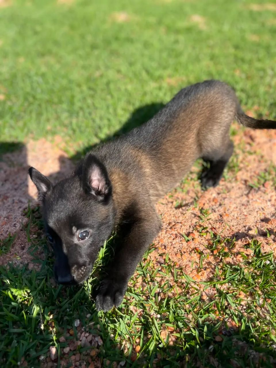 Pastor belga malinois  - Foto 2