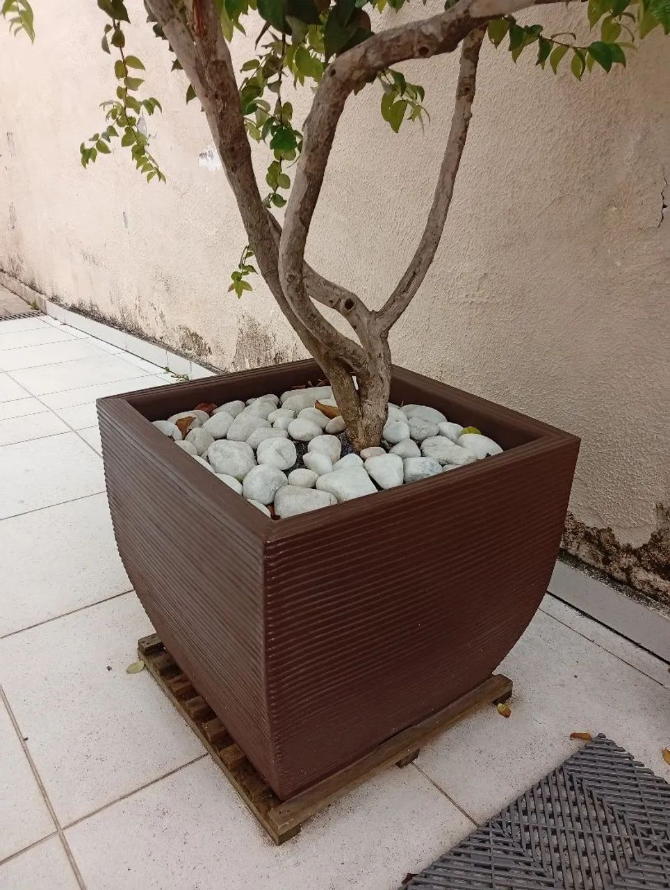 Vaso frutífera Pitangueira - Foto 3