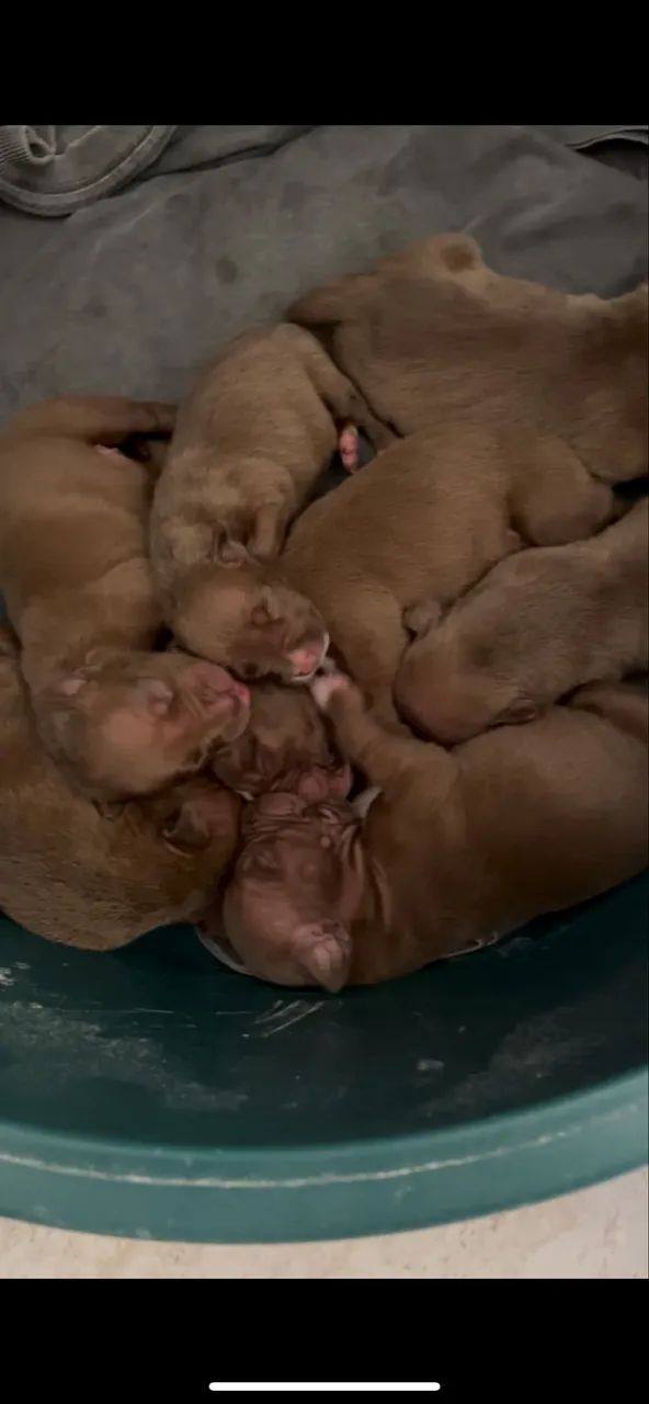 Pit monsters  - Foto 3
