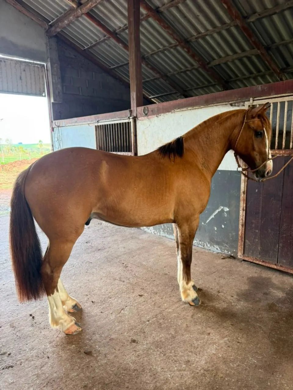 Cavalo Crioulo - Foto 3
