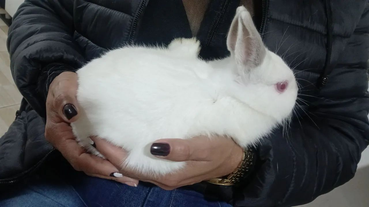 Coelhos Netherland Pet - Foto 2