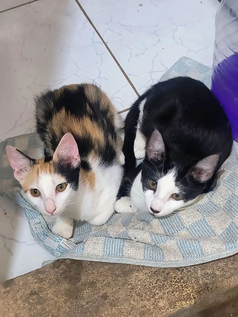 Doação responsável 