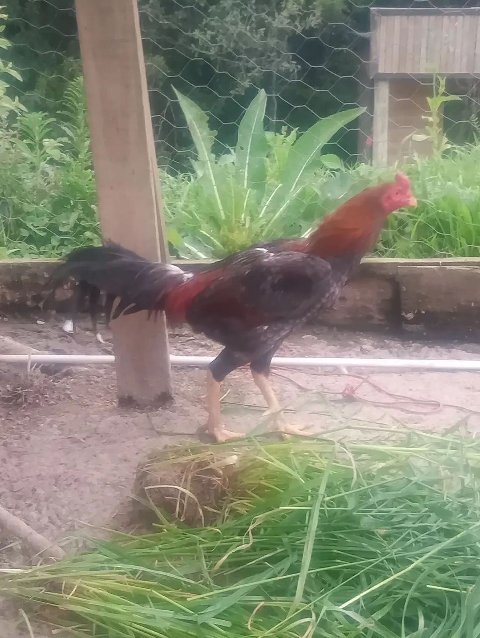 Galo - Foto 3