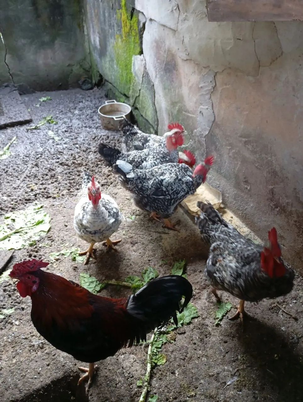 Frango caipira 