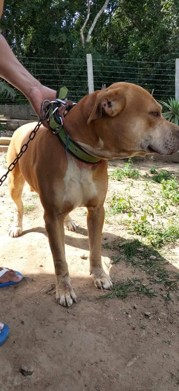 Pit Bull Red Nose  - Foto 4