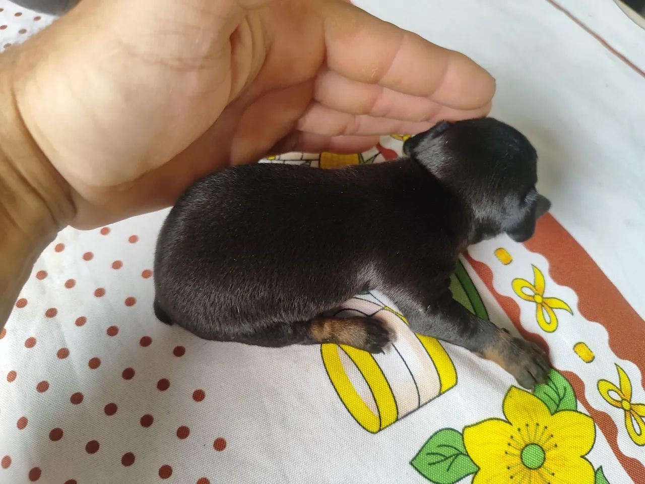 Pincher macho lindo - Foto 3