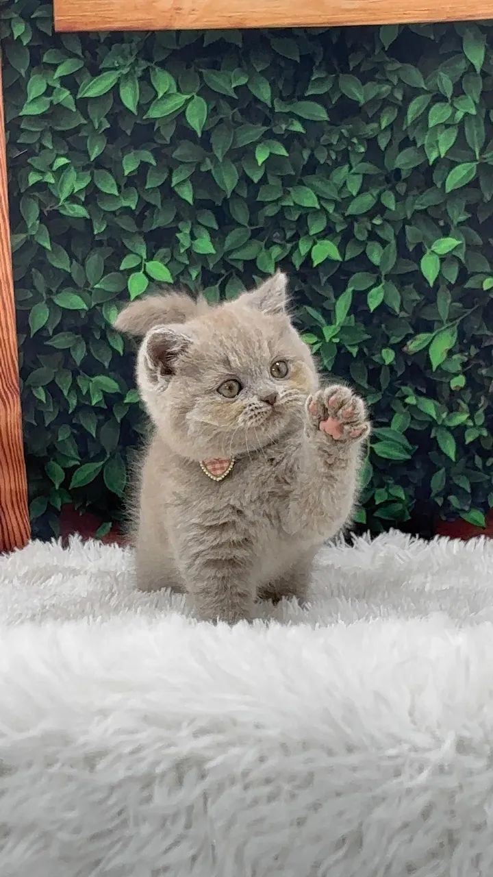 Filhotes lindos de British Shorthair - Foto 2